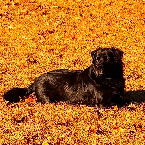 Nellie