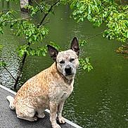 Rusty is registered to the contest to win money with this photo: animal, branch, calm, daytime, dock, dog, ears, fur, green, leaves, nature, outdoor, pet, pond, quiet, reflection, sitting, speckled, tree, water