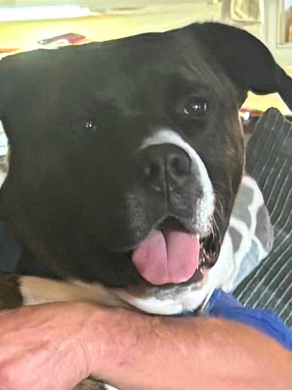 Bubba is registered to the contest to win money with this photo: dog, close_up, tongue_out, black_and_white, pet, animal, indoors, person_arm, resting, happy, canine, fur, snout, nostrils, ears, comfort, companion, domestic_animal, friendship, relaxation