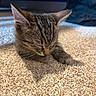 Milo Anthony is registered to the contest to win money with this photo: kitten, cat, tabby, sleeping, carpet, indoor, pet, feline, closeup, young, cute, whiskers, ears, fur, paw, sunlight, resting, cozy, domestic, animal