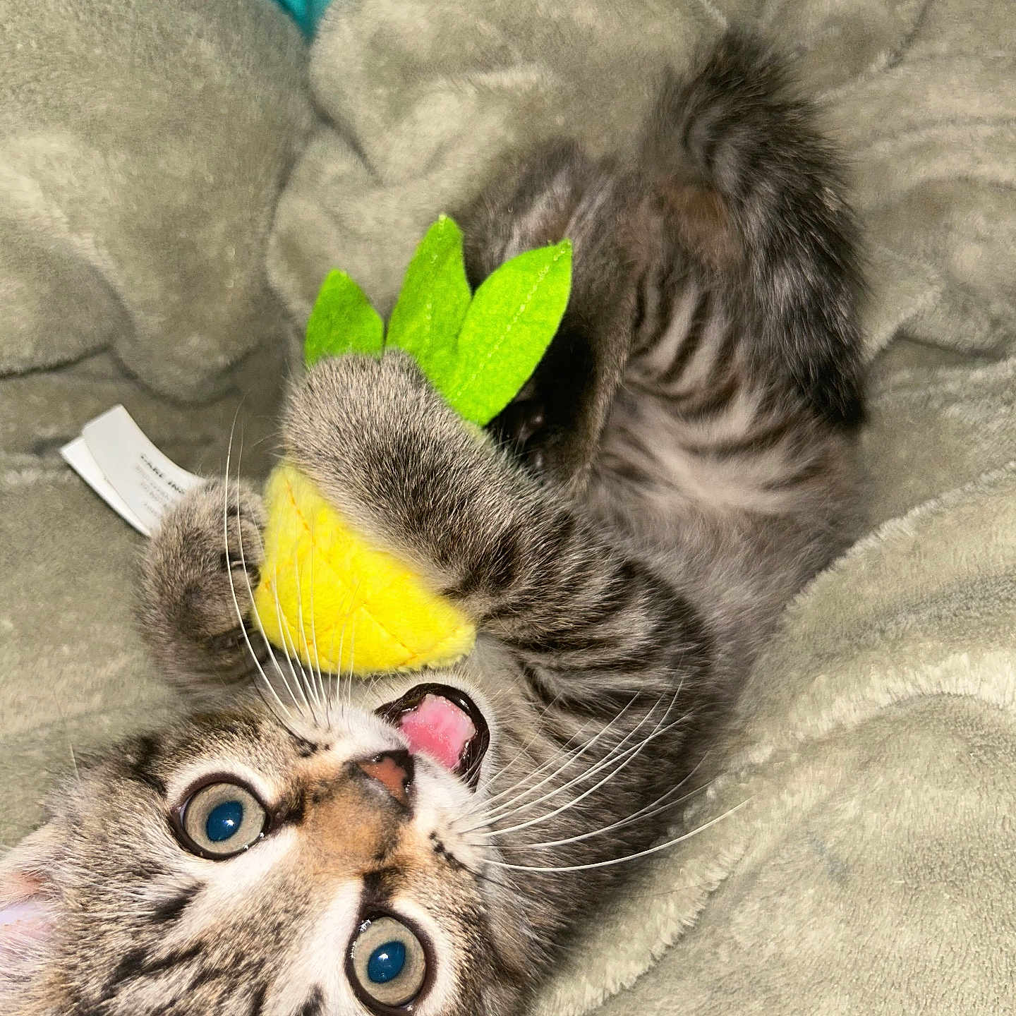 Milo Anthony is registered to the contest to win money with this photo: kitten, cat, toy, plush, pineapple, playful, wide_eyes, whiskers, fur, blanket, soft, cute, pet, indoor, close_up, young_cat, curious, claws, paws, expression