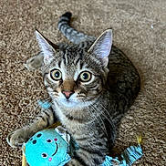 Milo Anthony joined the competition — help win amazing prizes! cat, kitten, tabby, carpet, toy, blue_toy, whiskers, ears, curious, pet, indoor, playful, feline, wide_eyes, animal, close_up, resting, cute, young_cat, striped