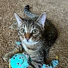 cat, kitten, tabby, carpet, toy, blue_toy, whiskers, ears, curious, pet, indoor, playful, feline, wide_eyes, animal, close_up, resting, cute, young_cat, striped