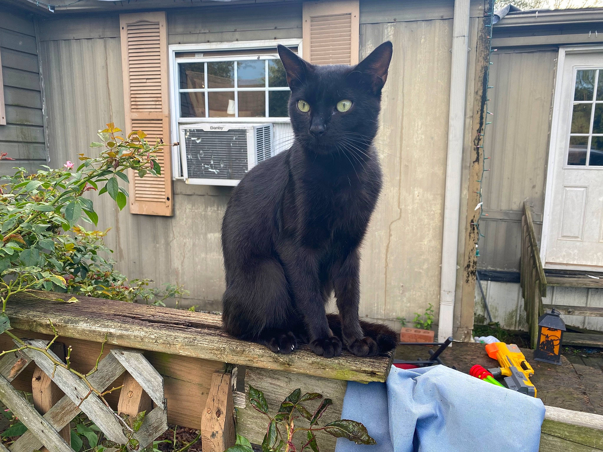 Church joined the competition — help win amazing prizes! black_cat, bombay, building, carnivore, cat, domestic_short_haired_cat, door, felidae, fixture, fur, grass, house, plant, sash_window, siding, small_to_medium_sized_cats, snout, tail, whiskers, window