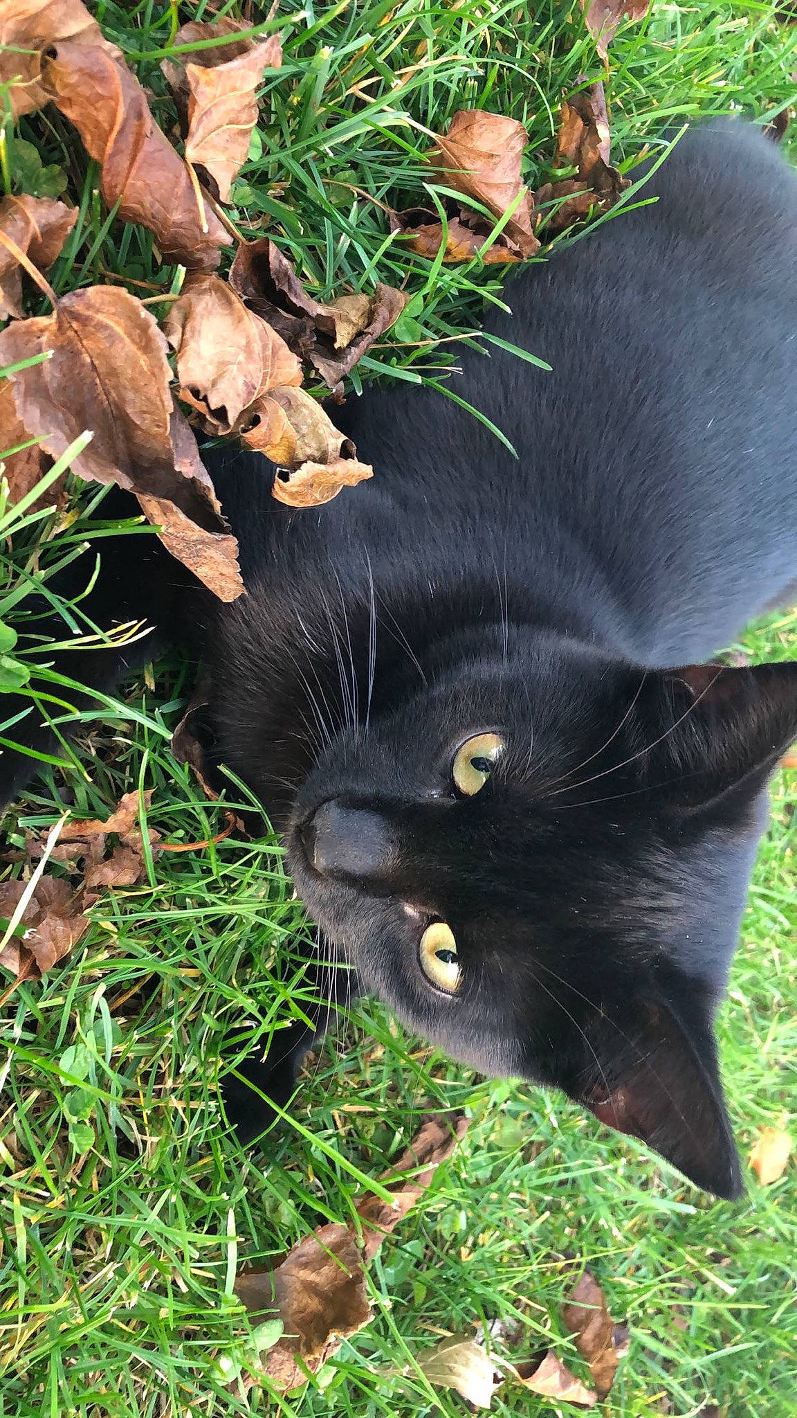 Church joined the competition — help win amazing prizes! annual_plant, black_cat, bombay, carnivore, cat, fashion_accessory, felidae, fur, grass, groundcover, natural_material, organism, plant, small_to_medium_sized_cats, tail, terrestrial_animal, terrestrial_plant, whiskers, working_animal