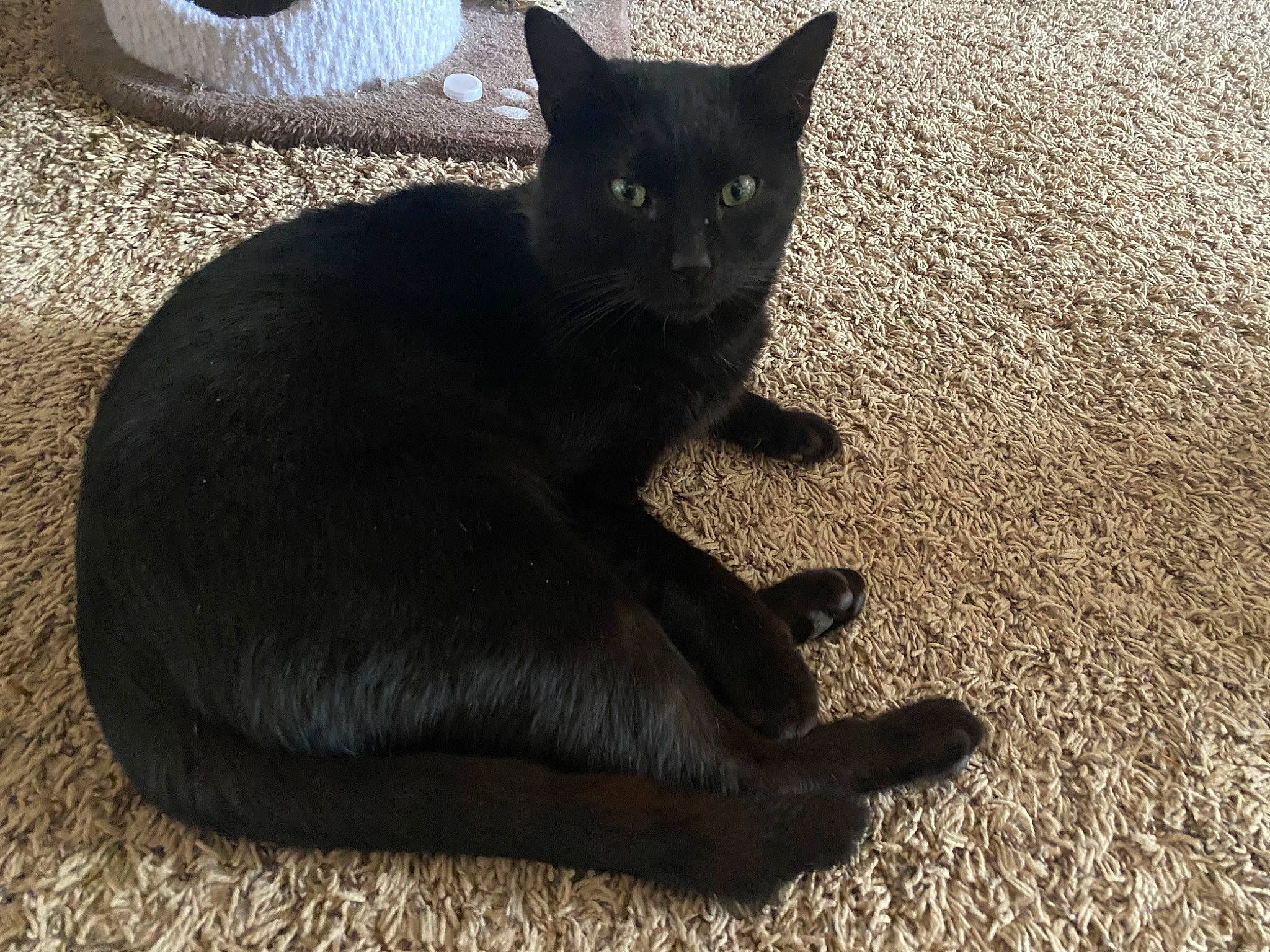 Church joined the competition — help win amazing prizes! black_cat, bombay, carnivore, cat, claw, comfort, domestic_short_haired_cat, felidae, fur, grey, havana_brown, paw, shadow, sitting, small_to_medium_sized_cats, snout, tail, terrestrial_animal, whiskers