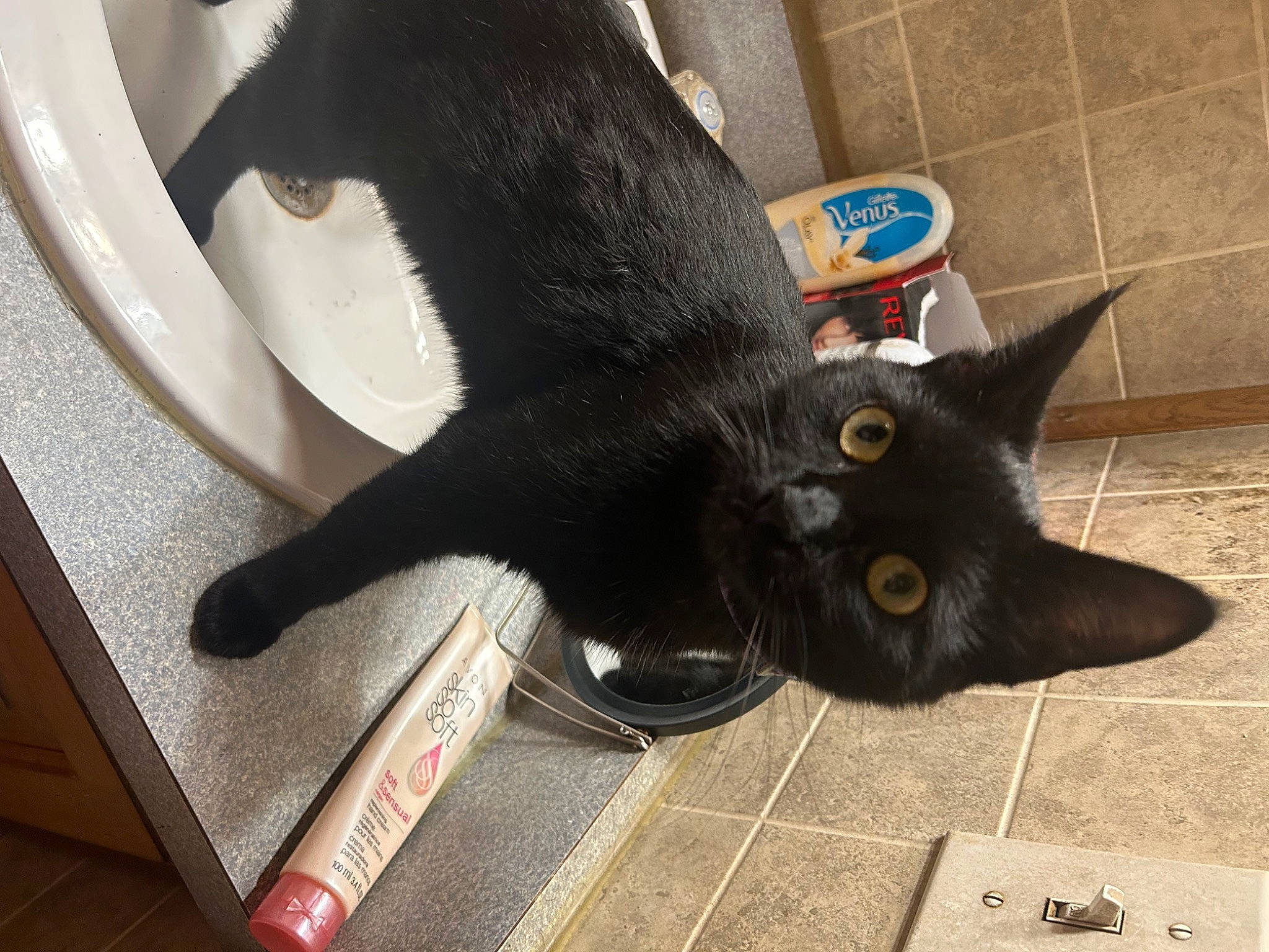 Cleopatra is registered to the contest to win money with this photo: black_cat, bombay, carnivore, cat, claw, comfort, domestic_short_haired_cat, felidae, flooring, fur, havana_brown, paw, plant, small_to_medium_sized_cats, snout, tail, terrestrial_animal, whiskers