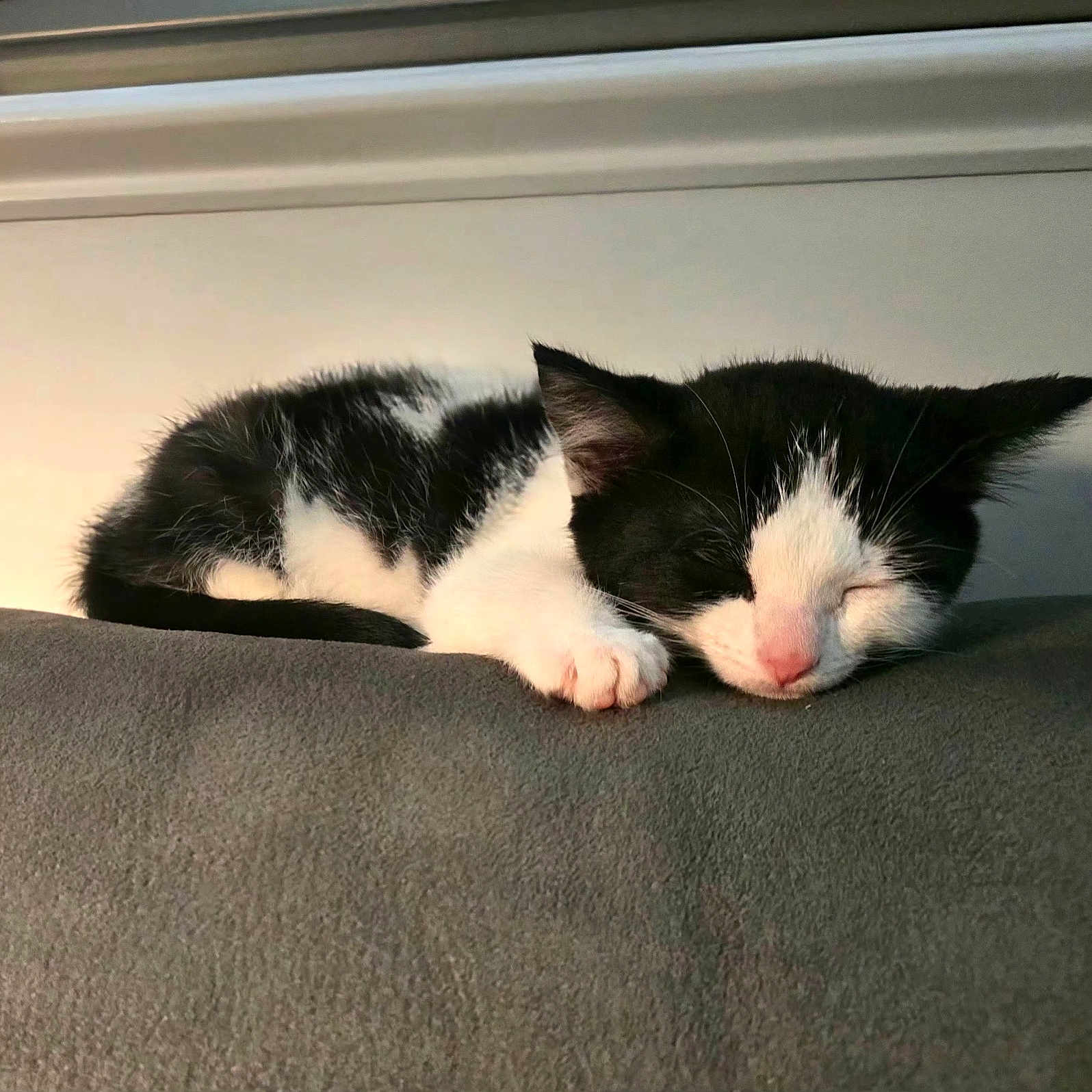 Vanilla Bean