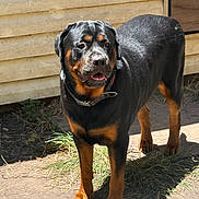 Rosko joined the competition — help win amazing prizes! rottweiler, dog, outdoor, sunlight, animal, pet, canine, mammal, standing, black_and_tan, collar, yard, grass, wood, shadow, daylight, alert, friendly, domestic, nature