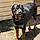 Rosko