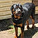 Rosko
