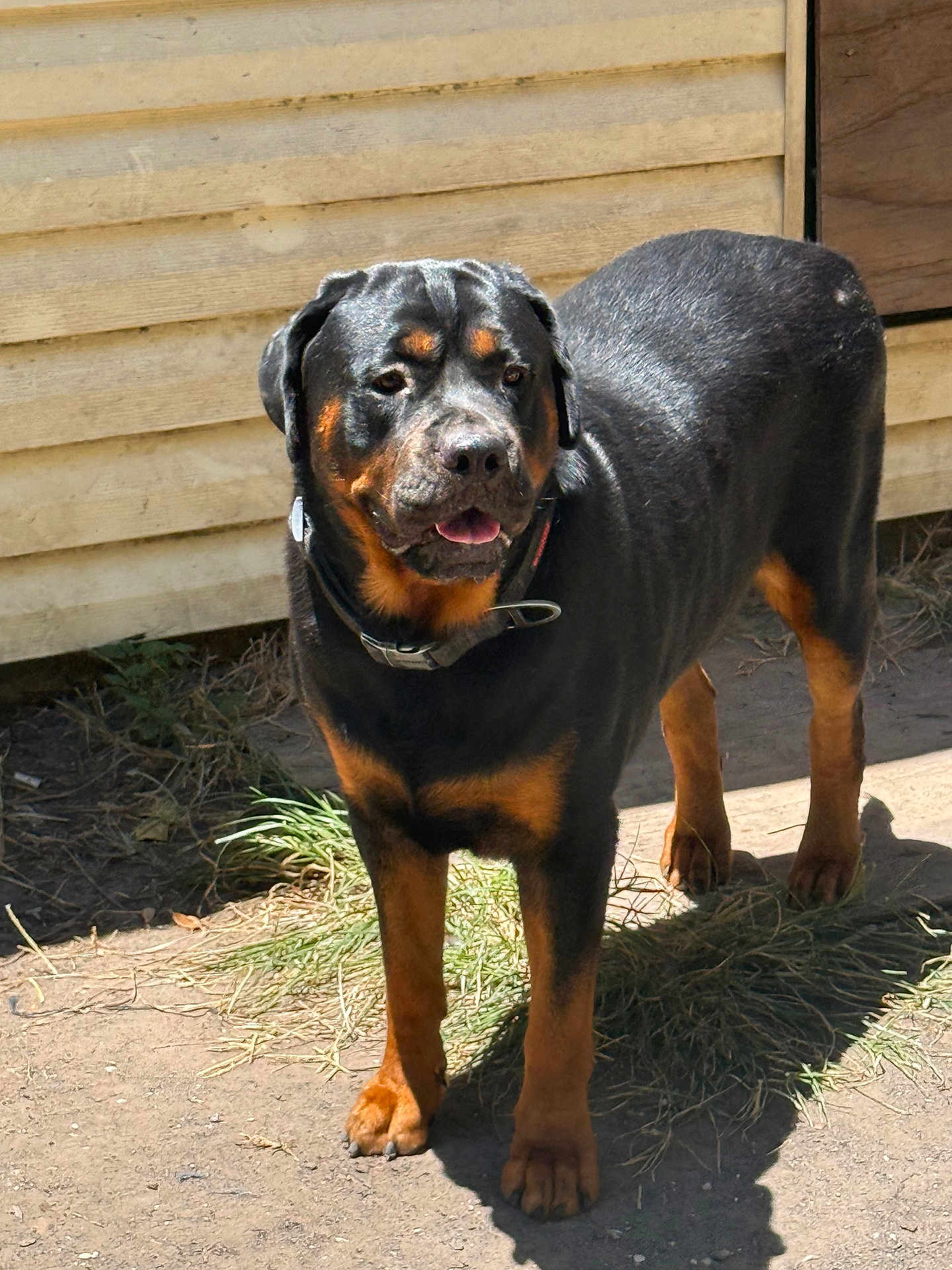 Rosko
