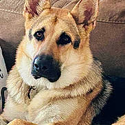 Luca joined the competition — help win amazing prizes! dog, german_shepherd, pet, canine, ears, fur, couch, indoor, relaxed, animal, portrait, mammal, face, paw, looking, cozy, home, furniture, companion, resting