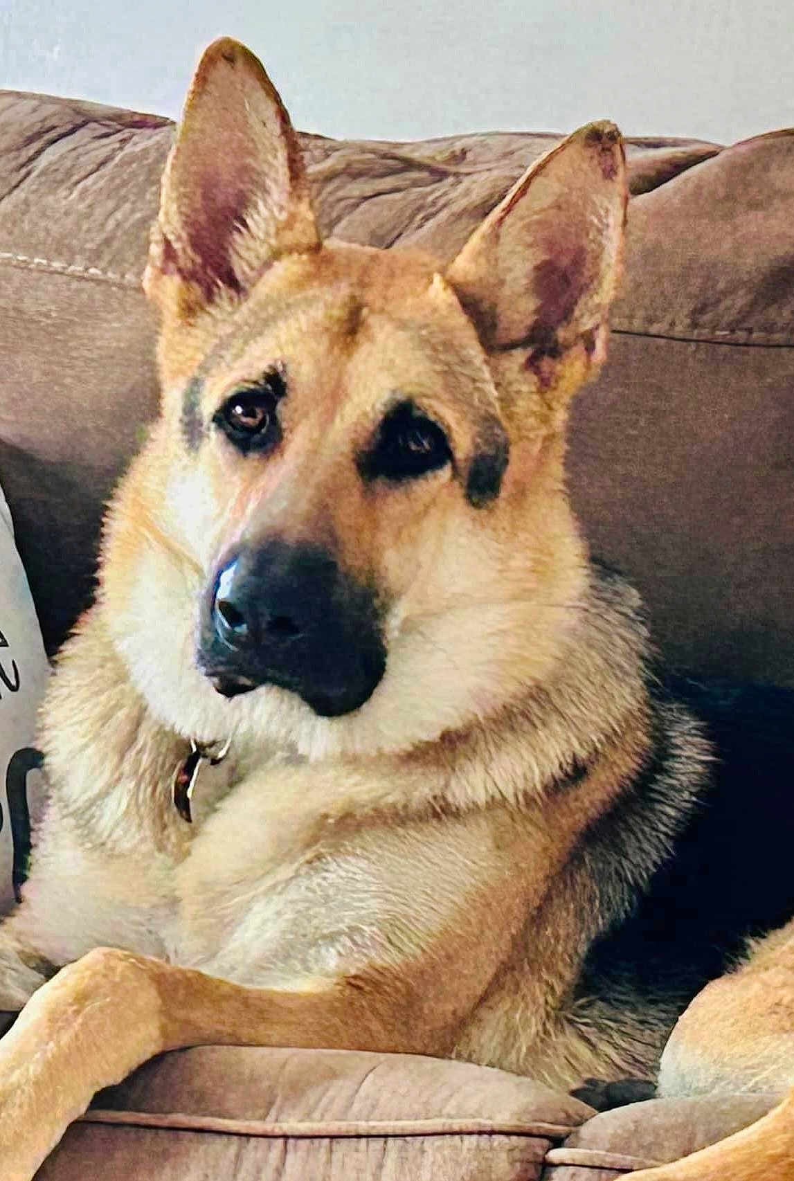 Luca joined the competition — help win amazing prizes! dog, german_shepherd, pet, canine, ears, fur, couch, indoor, relaxed, animal, portrait, mammal, face, paw, looking, cozy, home, furniture, companion, resting