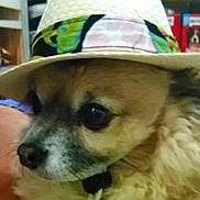 Simba is registered to the contest to win money with this photo: dog, hat, fluffy, indoor, shelf, product, curious, pet, animal, closeup, face, brown, black, white, ears, fur, portrait, cute, accessory, canine