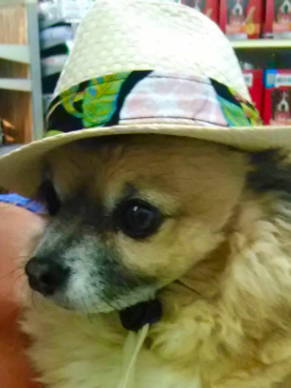 Simba is registered to the contest to win money with this photo: dog, hat, fluffy, indoor, shelf, product, curious, pet, animal, closeup, face, brown, black, white, ears, fur, portrait, cute, accessory, canine