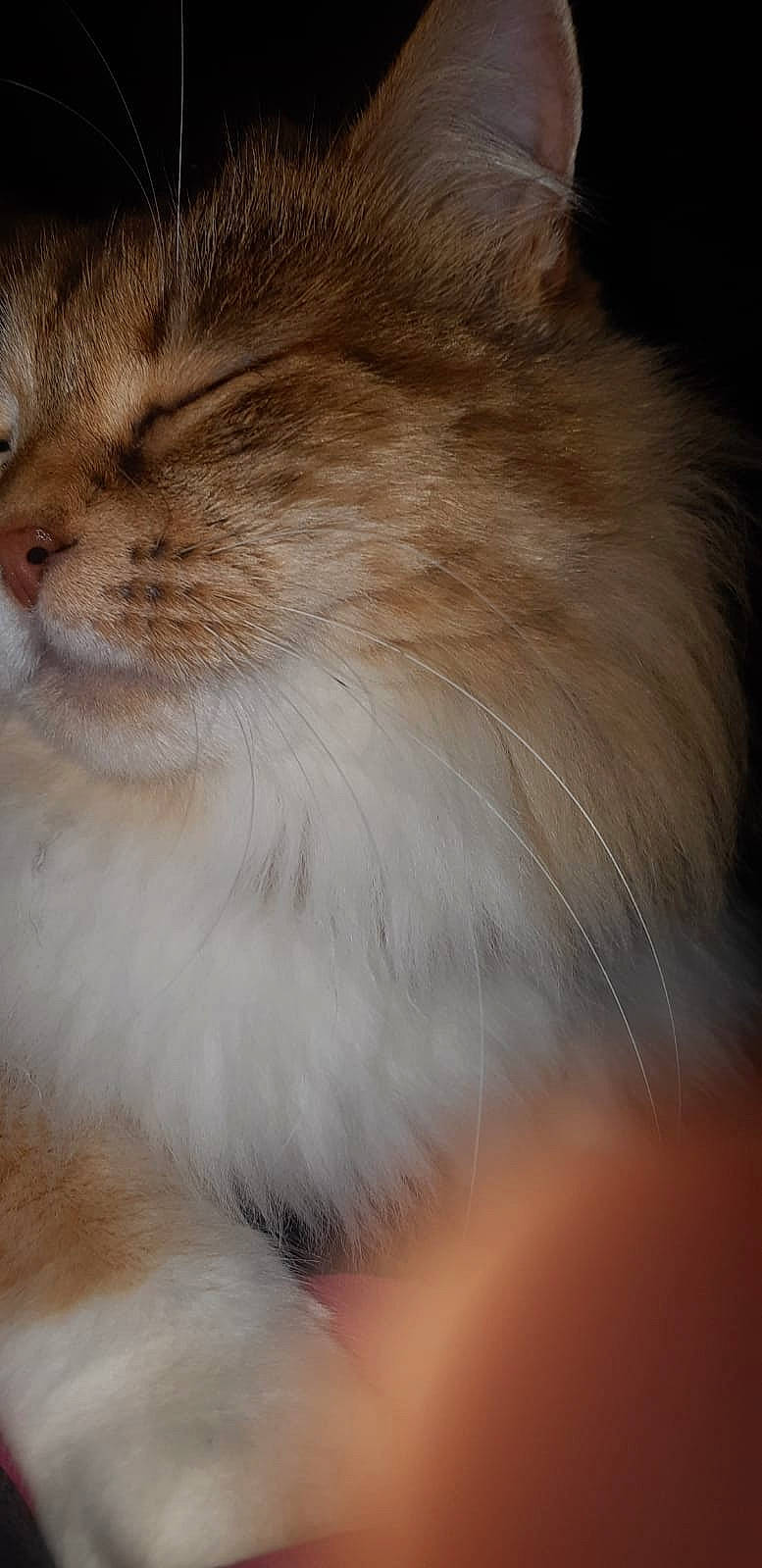 Lolie participe au concours pour gagner de l'argent avec cette photo : asian_semi_longhair, british_semi_longhair, carnivore, cat, close_up, domestic_long_haired_cat, eye, fawn, felidae, fur, mammal, norwegian_forest_cat, nose, ragdoll, skin, small_to_medium_sized_cats, snout, somali, tail, whiskers