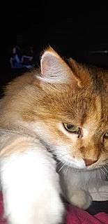 Lolie a rejoint le concours — aidez-le/la à gagner de superbes lots ! aegean_cat, american_wirehair, asian, australian_mist, carnivore, cat, domestic_short_haired_cat, european_shorthair, eye, felidae, fur, kitten, mammal, nose, singapura, small_to_medium_sized_cats, snout, tabby_cat, vertebrate, whiskers