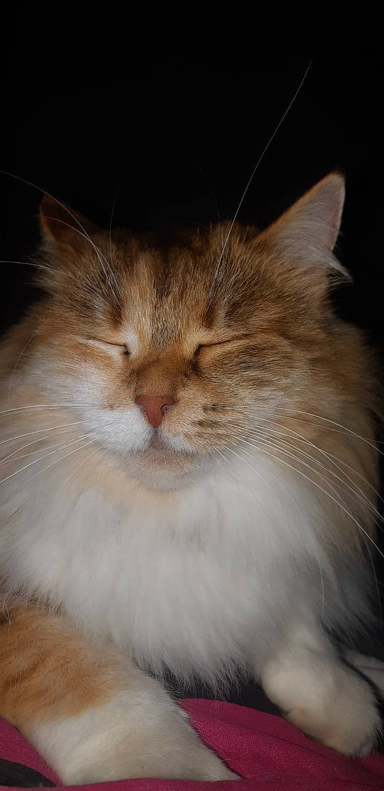 Lolie participe au concours pour gagner de l'argent avec cette photo : asian_semi_longhair, british_semi_longhair, carnivore, cat, domestic_long_haired_cat, fawn, felidae, fur, maine_coon, mammal, norwegian_forest_cat, nose, persian, ragamuffin, ragdoll, siberian, small_to_medium_sized_cats, snout, vertebrate, whiskers