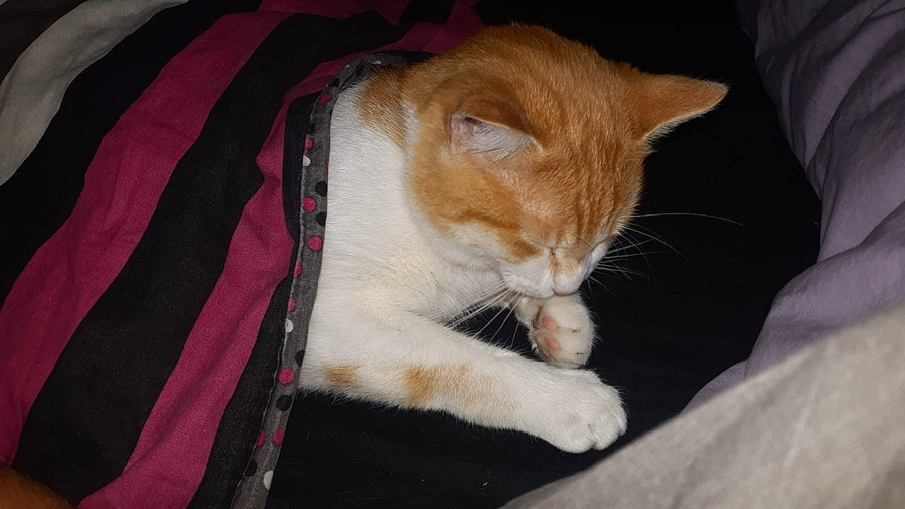 Patata participe au concours pour gagner de l'argent avec cette photo : aegean_cat, asian, carnivore, cat, domestic_short_haired_cat, european_shorthair, fawn, felidae, fur, german_rex, kitten, mammal, small_to_medium_sized_cats, whiskers