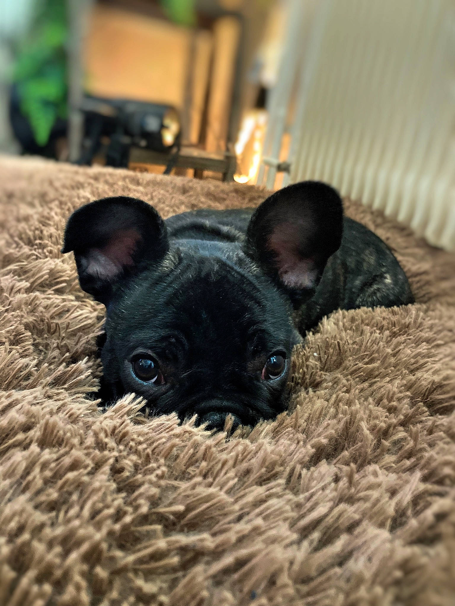 Martin a rejoint le concours — aidez-le/la à gagner de superbes lots ! canidae, carnivore, comfort, companion_dog, dog, dog_breed, ear, fawn, fur, grass, livestock, snout, sporting_group, suidae, terrestrial_animal, toy_dog, whiskers, wildlife, wood, working_animal