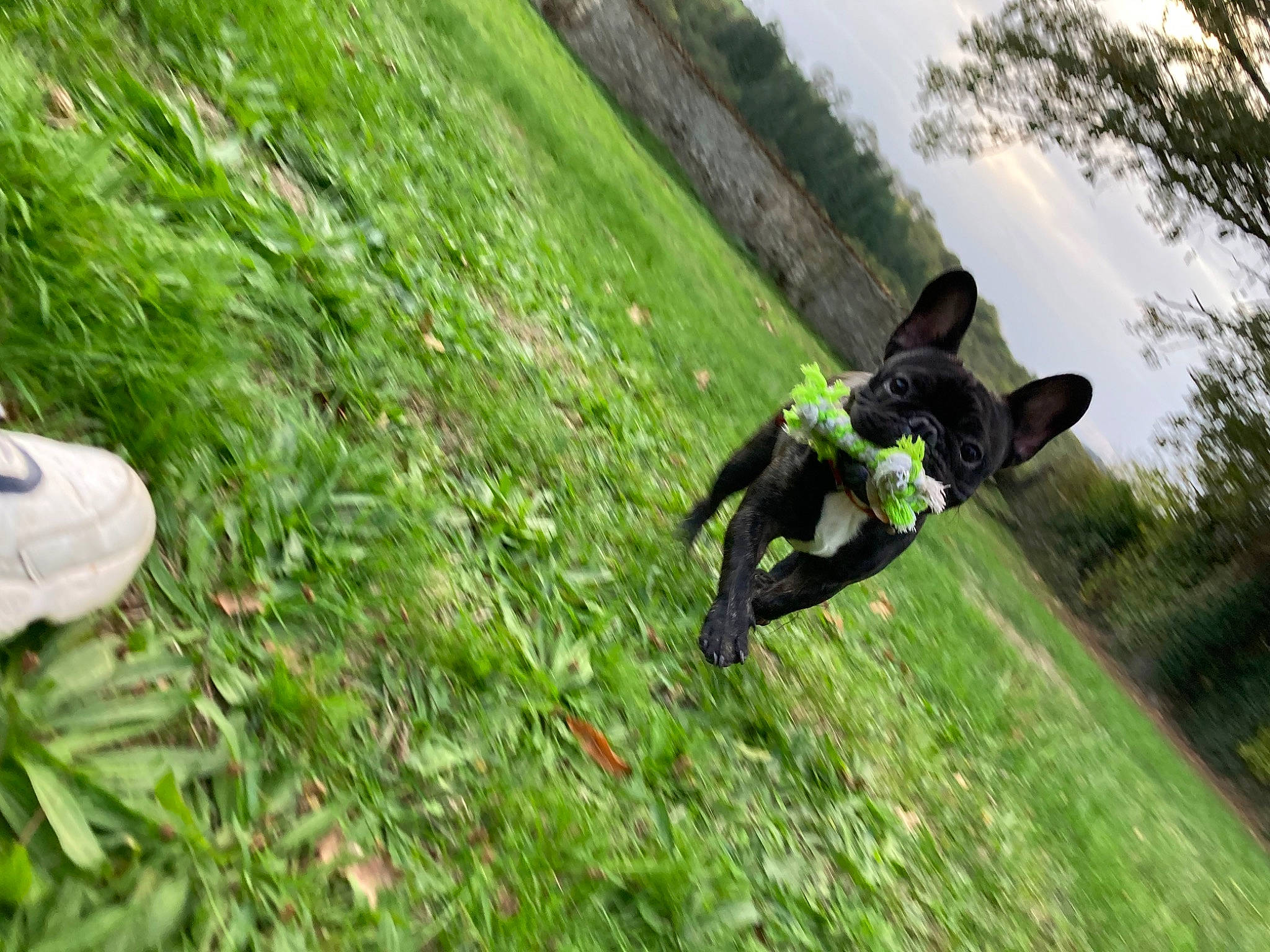 Martin participe au concours pour gagner de l'argent avec cette photo : cloud, dog, dog_breed, extreme_sport, fun, grass, grass_family, grassland, groundcover, lawn, leisure, meadow, pasture, people_in_nature, plant, prairie, recreation, sky, sporting_group, tree