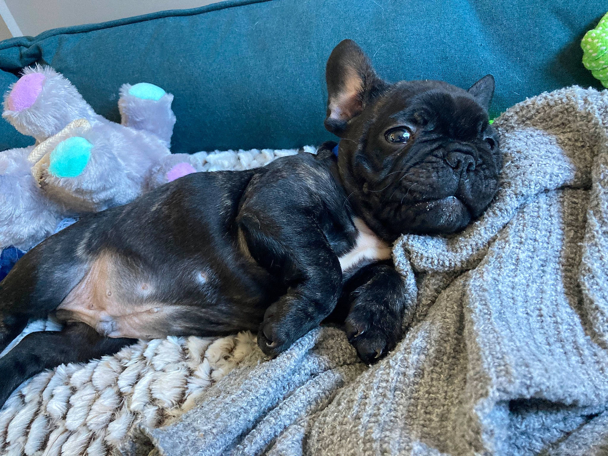 Martin a rejoint le concours — aidez-le/la à gagner de superbes lots ! bulldog, canidae, carnivore, comfort, companion_dog, dog, dog_breed, ear, fawn, french_bulldog, fur, non_sporting_group, pug, snout, sporting_group, terrestrial_animal, toy_dog, whiskers, working_animal, wrinkle