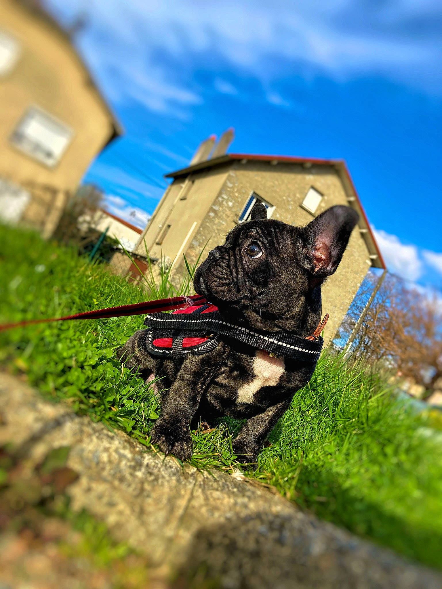 Martin participe au concours pour gagner de l'argent avec cette photo : carnivore, cloud, collar, companion_dog, dog, dog_breed, dog_clothes, dog_collar, fawn, grass, leash, personal_protective_equipment, plant, sky, snout, sporting_group, toy_dog, whiskers, window, working_animal