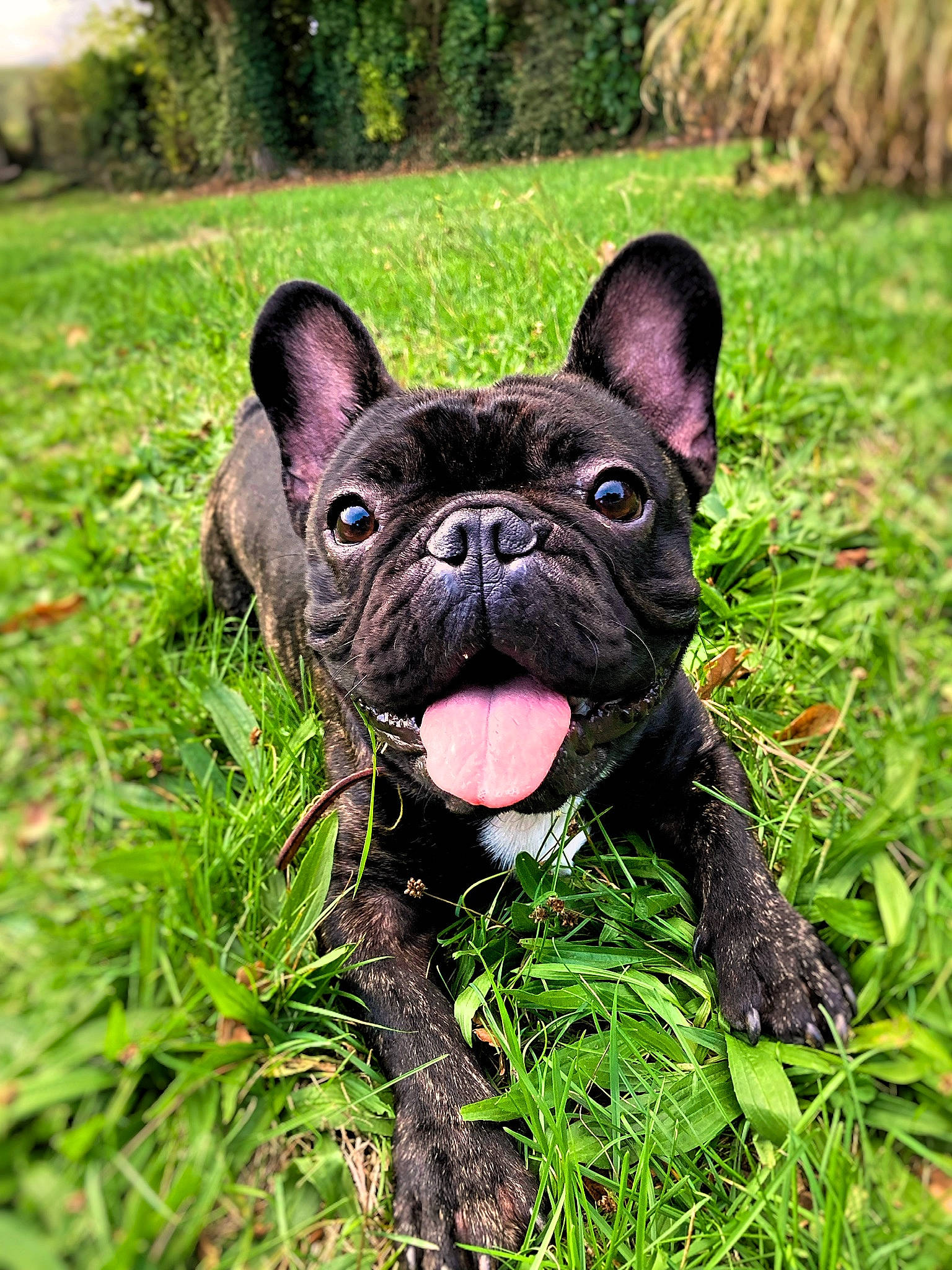 Martin participe au concours pour gagner de l'argent avec cette photo : bulldog, carnivore, companion_dog, dog, dog_breed, ear, fawn, french_bulldog, grass, grassland, groundcover, molosser, plant, snout, sporting_group, terrestrial_animal, toy_dog, tree, whiskers, working_animal