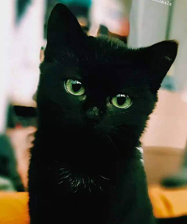 Krokmou a rejoint le concours — aidez-le/la à gagner de superbes lots ! asian, black, black_cat, bombay, british_shorthair, carnivore, cat, domestic_short_haired_cat, eye, felidae, green, kitten, mammal, small_to_medium_sized_cats, snout, vertebrate, whiskers