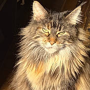 Broom Hilda is registered to the contest to win money with this photo: cat, long_hair, fluffy, pet, animal, feline, indoor, close_up, portrait, mammal, whiskers, ears, fur, face, green_eyes, sunlight, expression, domestic_animal, sitting, cute