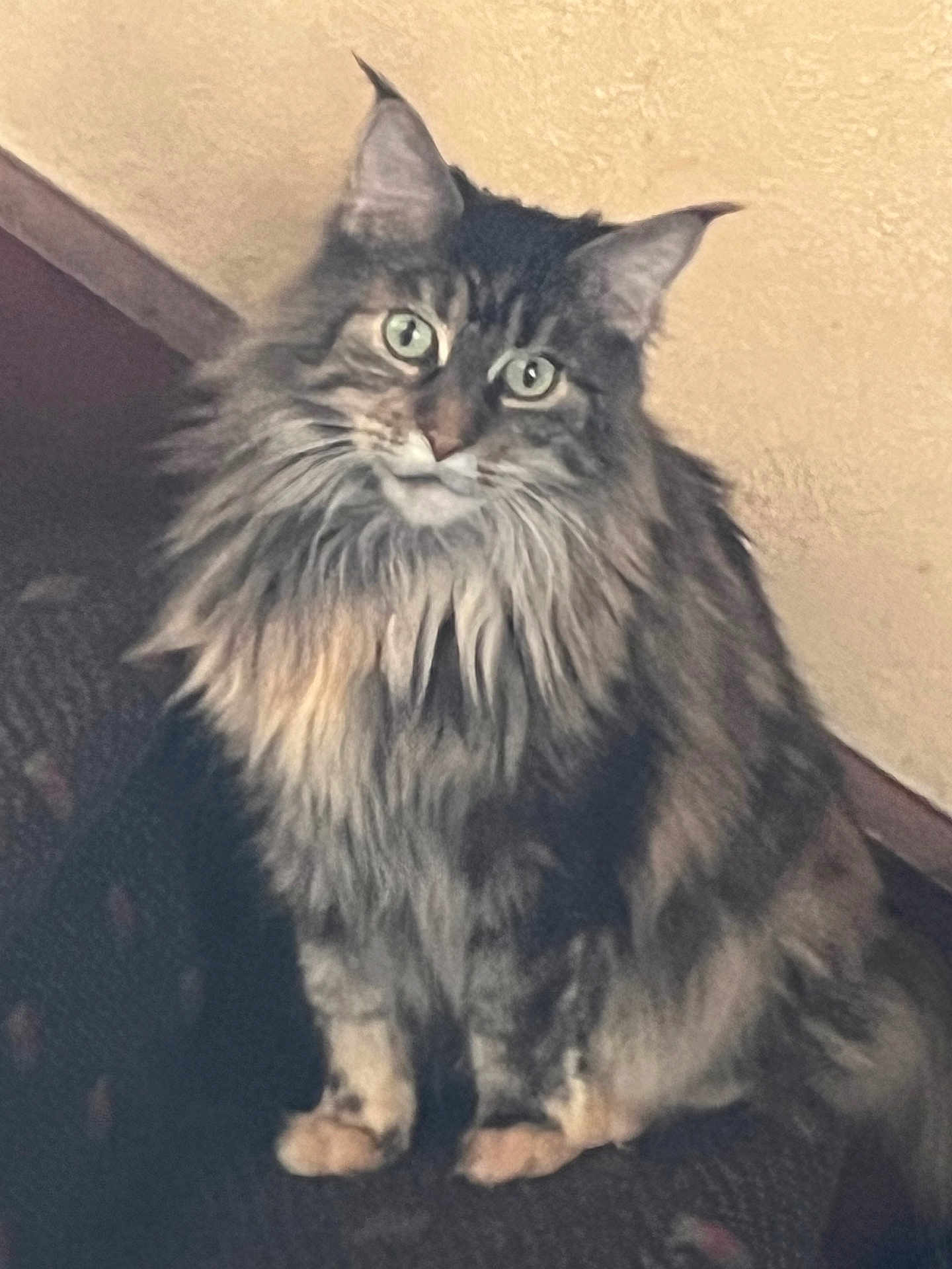 Broom Hilda is registered to the contest to win money with this photo: cat, fluffy, long_hair, green_eyes, sitting, indoor, pet, feline, fur, animal, whiskers, ears, portrait, looking, cute, domestic, mammal, tabby, face, closeup
