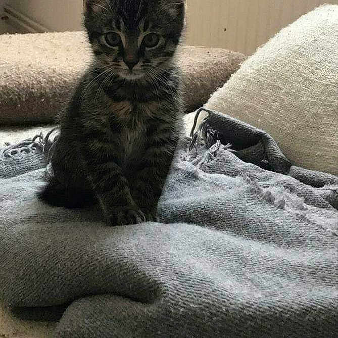 Nyan participe au concours pour gagner de l'argent avec cette photo : abyssinian, animal, bed, bedroom, blanket, cat, couch, cushion, egyptiancat, furniture, homedecor, indoors, kitten, linen, lizard, manx, pet, quilt, reptile, room