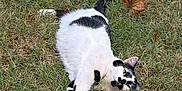 Tripod is registered to the contest to win money with this photo: cat, grass, outdoor, animal, black_and_white, leaf, stretching, pet, feline, nature, lying_down, relaxed, fur, whiskers, playful, closeup, daylight, fall, ground, mammal