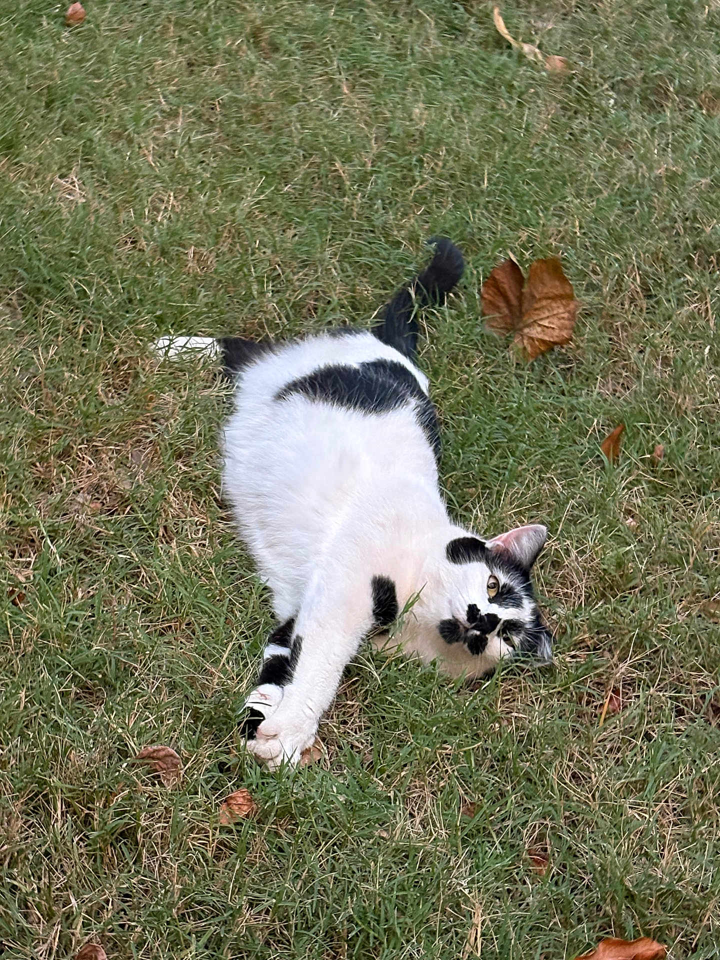 Tripod