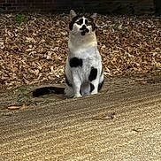 Tripod is registered to the contest to win money with this photo: cat, black_and_white, sitting, outdoor, leaves, brick_wall, animal, pet, nature, fur, whiskers, alert, curious, mammal, ground, daylight, tail, eyes, ears, concrete