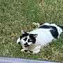 cat, black_and_white, grass, outdoor, animal, pet, resting, feline, nature, cute, relaxed, lying_down, whiskers, fur, ears, daylight, mammal, domestic_animal, closeup, peaceful