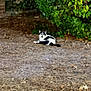 cat, black_and_white, animal, outdoor, nature, greenery, bushes, leaves, ground, relaxed, wildlife, feline, pets, resting, backyard, brick_wall, daylight, plant, foliage, wild