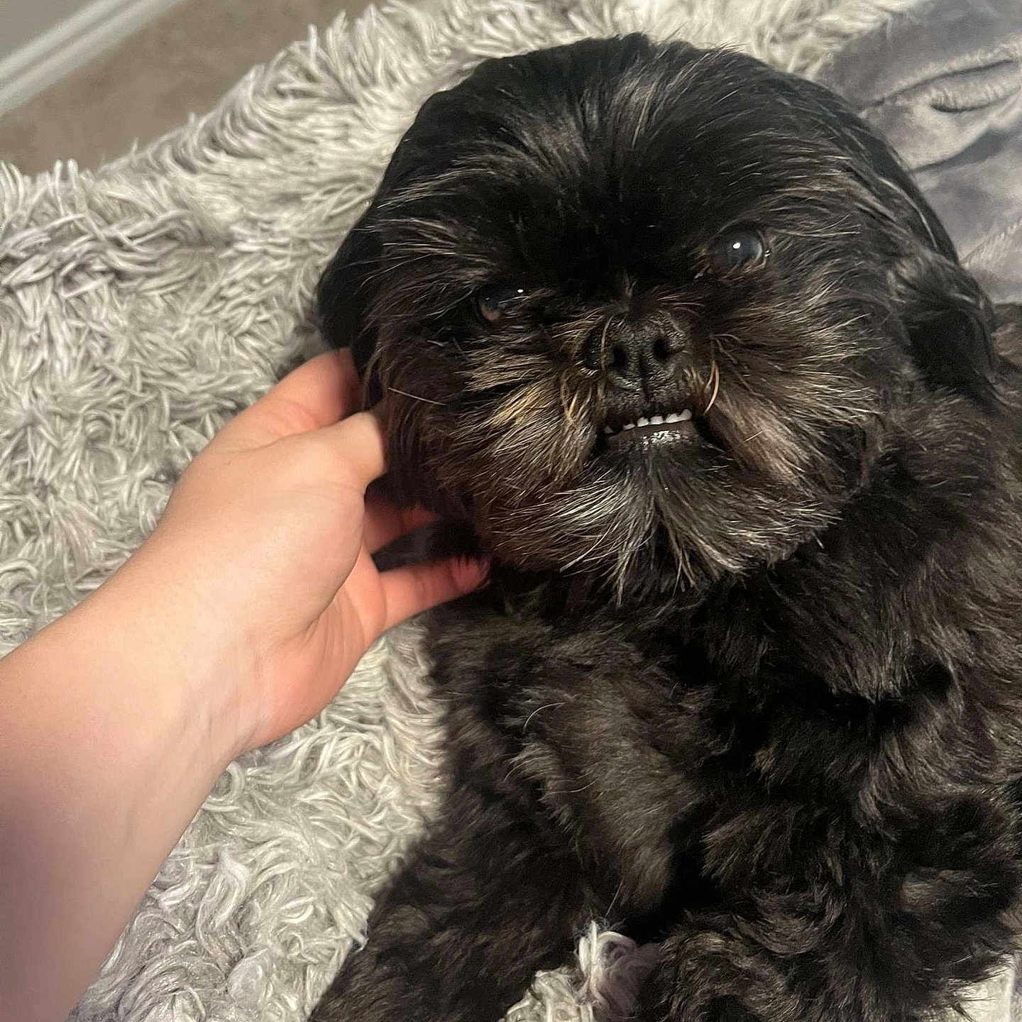 Lil Bitz joined the competition — help win amazing prizes! animal, black_dog, blanket, close_up, companion, cozy, cute, dog, domestic_animal, friendly, fur, hand, indoor, laying_down, pet, relaxation, resting, scruffy, soft, texture
