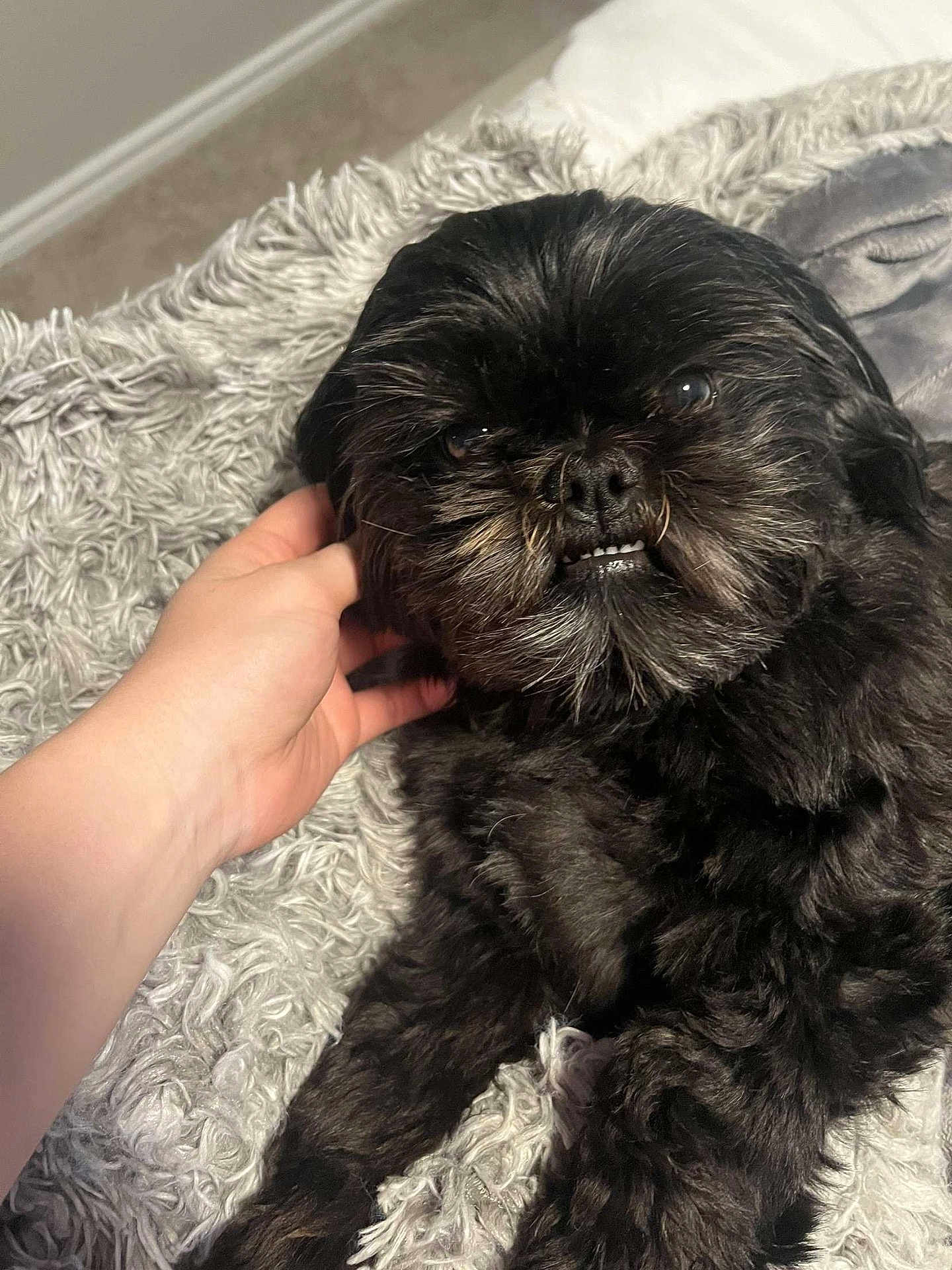 Lil Bitz joined the competition — help win amazing prizes! dog, black_dog, pet, hand, blanket, fur, cozy, indoor, cute, animal, laying_down, scruffy, close_up, companion, resting, texture, soft, relaxation, domestic_animal, friendly