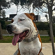 Tanka participe au concours pour gagner de l'argent avec cette photo : animal, background, bench, brown_and_white, canine, chain_collar, collar, daylight, dog, fur, happy, mammal, nature, outdoor, park, pet, sitting, smiling, tongue_out, tree