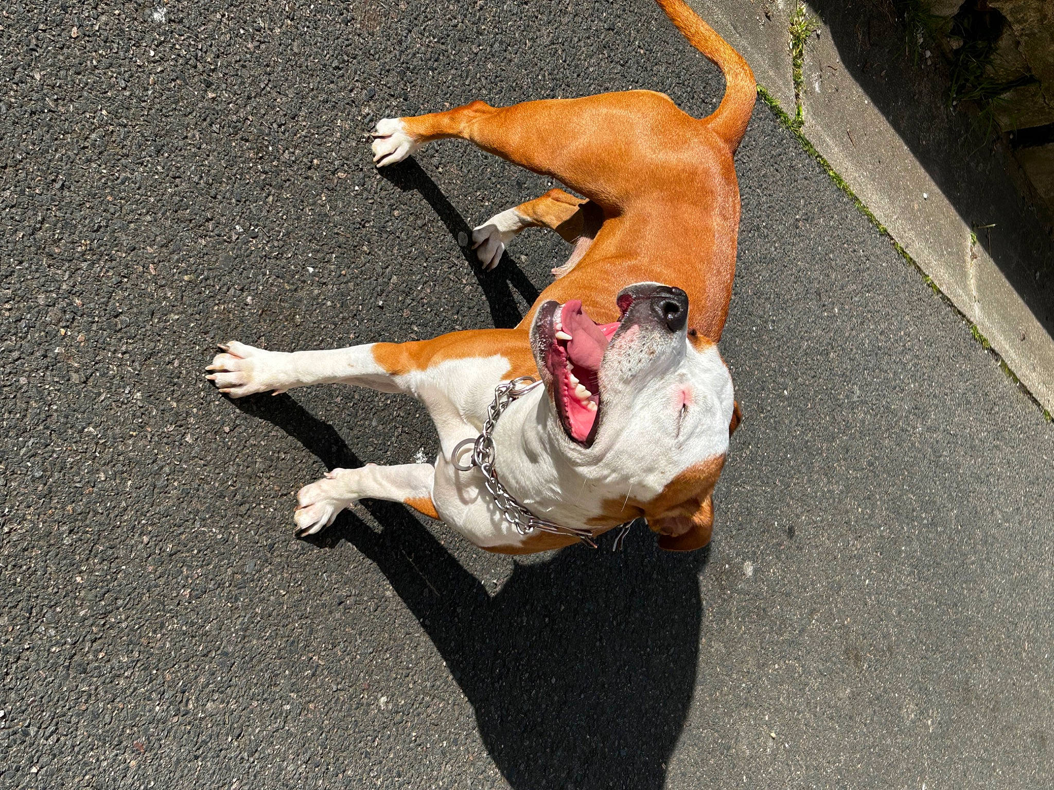 Tanka participe au concours pour gagner de l'argent avec cette photo : asphalt, canidae, carnivore, companion_dog, dog, dog_breed, event, fawn, hat, leash, paw, road, road_surface, shadow, sidewalk, snout, sporting_group, street_dog, tail, tar