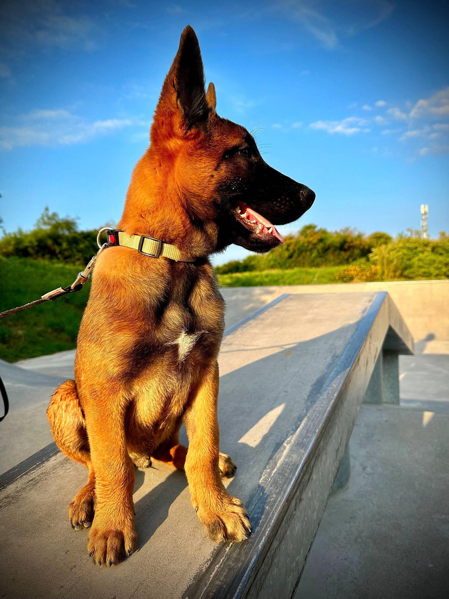 Urko participe au concours pour gagner de l'argent avec cette photo : canidae, carnivore, cloud, collar, companion_dog, dog, dog_breed, dog_collar, fawn, german_shepherd_dog, herding_dog, leash, paw, road_surface, sky, snout, sporting_group, tail, tree, working_animal