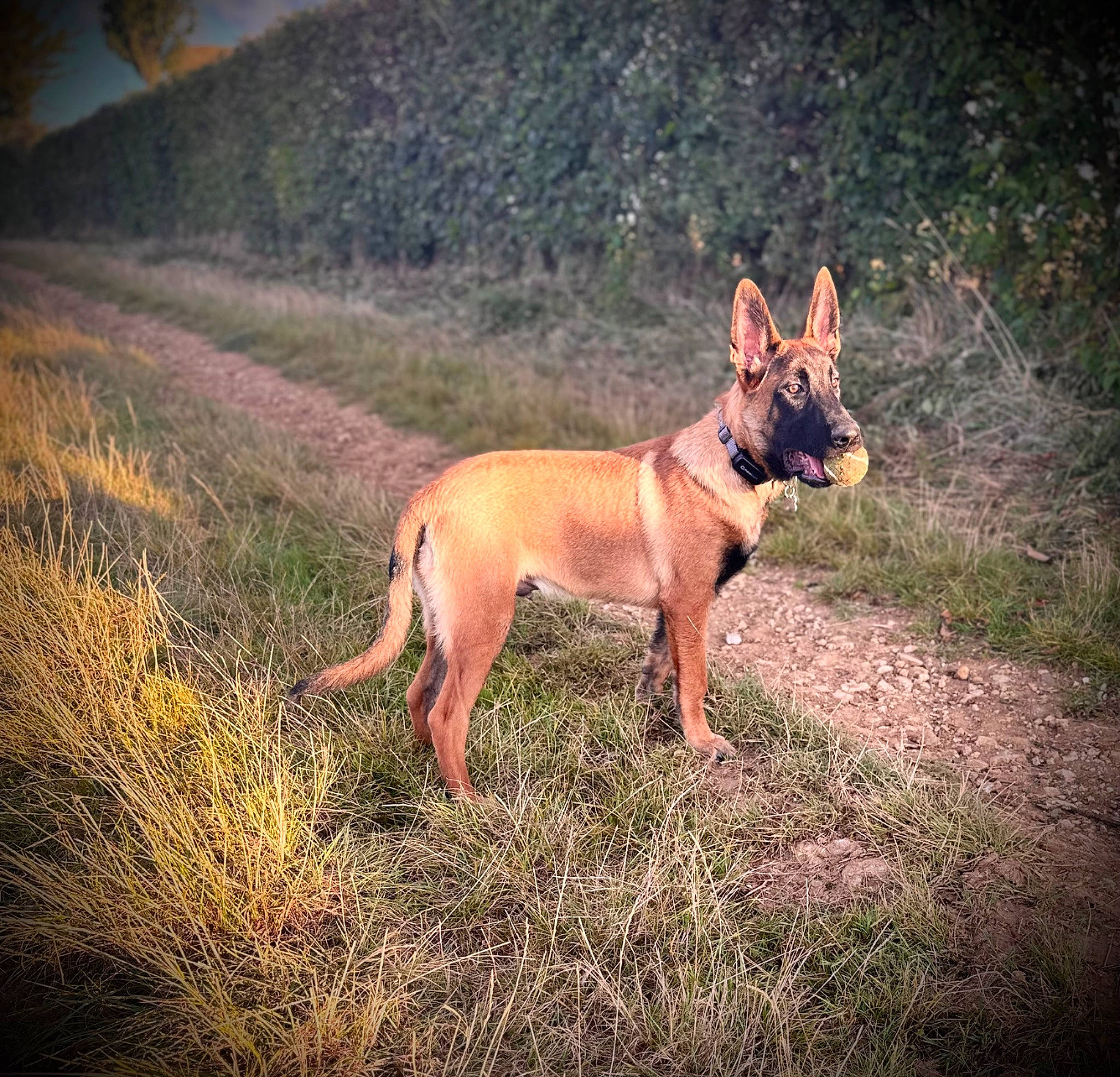 Urko participe au concours pour gagner de l'argent avec cette photo : canidae, carnivore, companion_dog, darkness, dog, dog_breed, fawn, grass, grassland, hunting_dog, landscape, non_sporting_group, plant, snout, sporting_group, tail, terrestrial_animal, wildlife, wood, working_animal