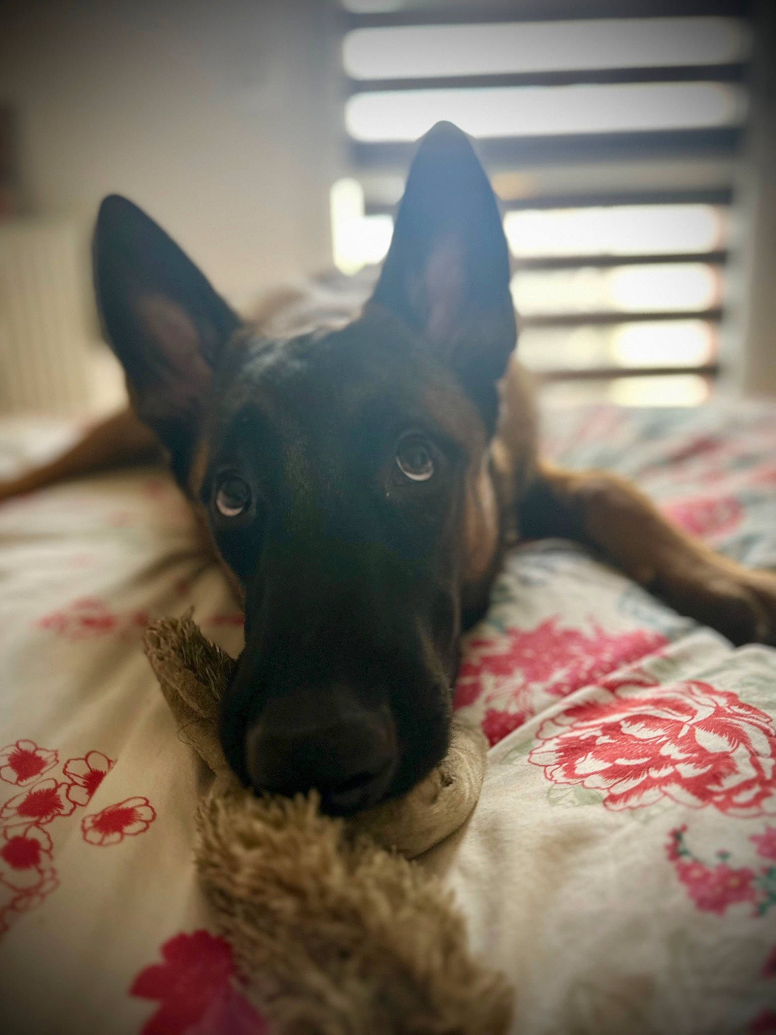 Urko a rejoint le concours — aidez-le/la à gagner de superbes lots ! canidae, carnivore, comfort, companion_dog, dog, dog_breed, ear, fawn, fur, guard_dog, non_sporting_group, paw, snout, sporting_group, terrestrial_animal, toy_dog, whiskers, working_animal, working_dog