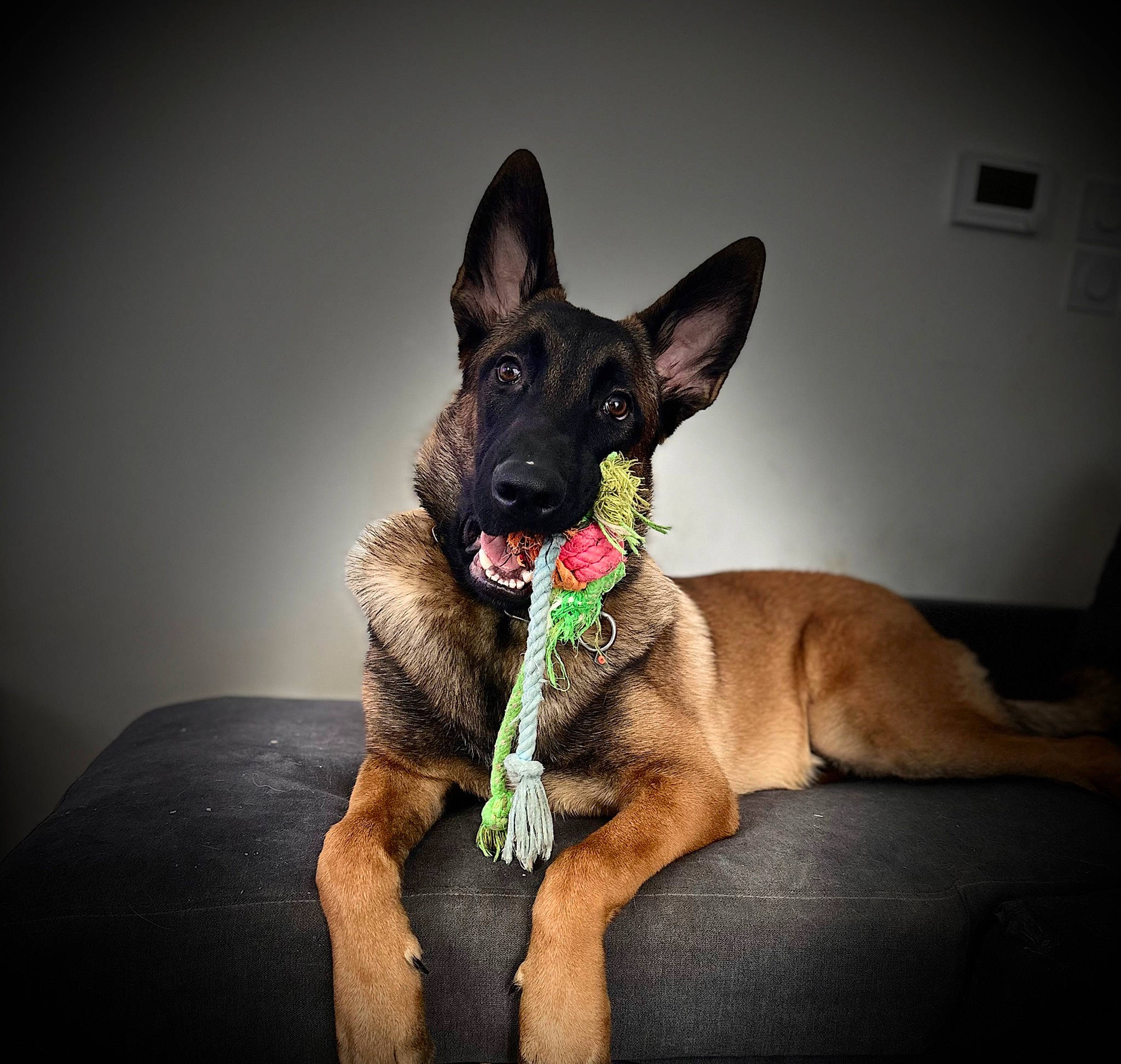 Urko participe au concours pour gagner de l'argent avec cette photo : canidae, carnivore, collar, comfort, companion_dog, dog, dog_breed, dog_collar, dog_supply, ear, fawn, fur, guard_dog, jaw, liver, snout, sporting_group, toy_dog, whiskers, working_dog