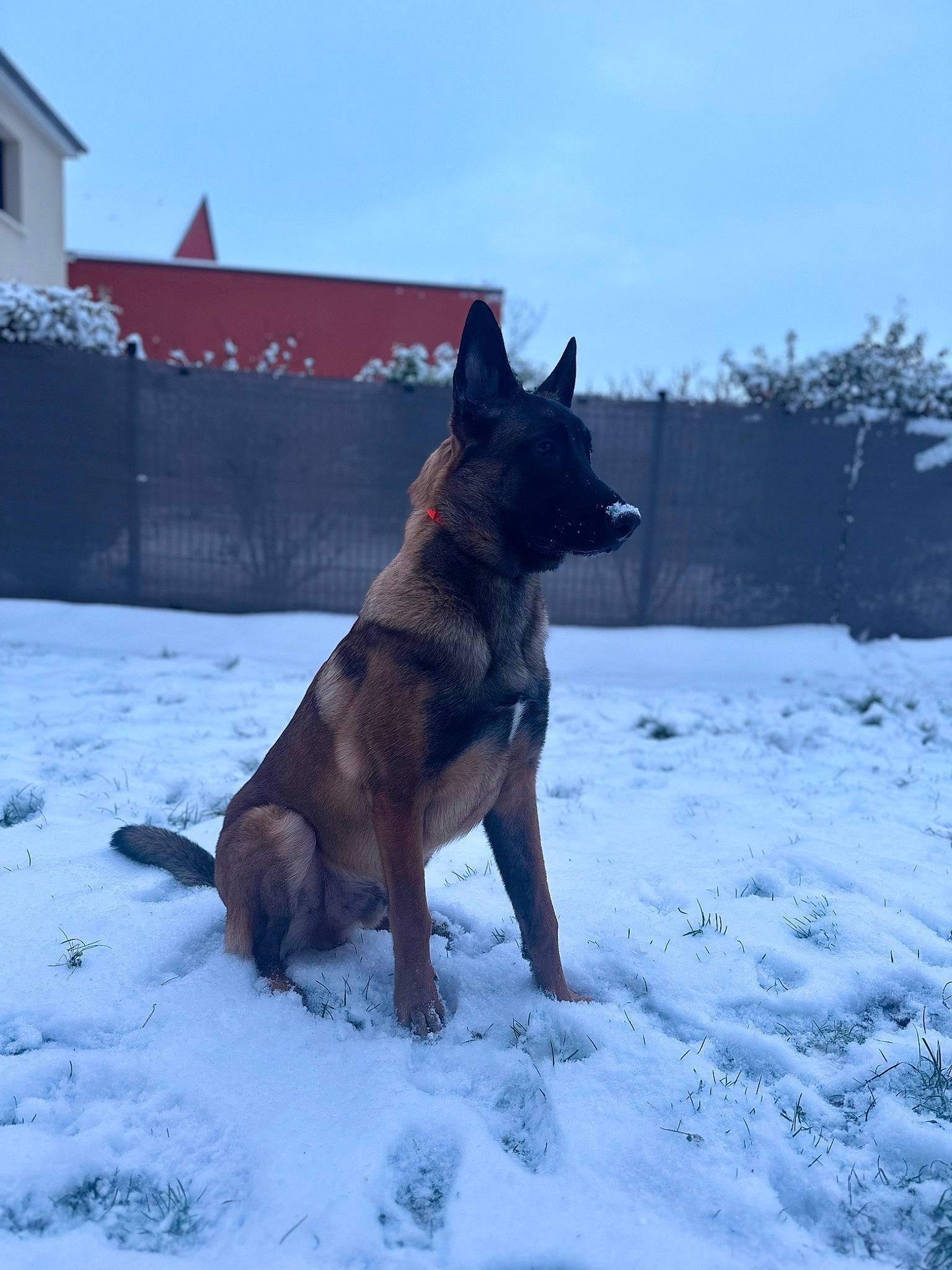 Urko a rejoint le concours — aidez-le/la à gagner de superbes lots ! carnivore, collar, companion_dog, dog, dog_breed, dog_supply, east_european_shepherd, fawn, freezing, giant_dog_breed, guard_dog, herding_dog, sky, snow, sporting_group, tail, window, winter, working_animal, working_dog