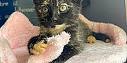 Snickers Catpachino is registered to the contest to win money with this photo: kitten, cat, tortoiseshell, pet, feline, pink, soft, toy, paws, cute, indoors, fuzzy, perch, resting, curious, animal, closeup, young, fur, whiskers