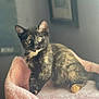 Snickers Catpachino joined the competition — help win amazing prizes! kitten, cat, tortoiseshell, pet, indoor, furry, pink_bed, fluffy, curious, animal, young, cute, soft_light, cozy, resting, portrait, feline, small, domestic, mammal