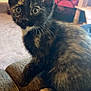 Snickers Catpachino is registered to the contest to win money with this photo: kitten, cat, tortoiseshell, feline, pet, indoor, curious, sitting, whiskers, fur, ears, eyes, closeup, young, animal, cozy, home, texture, soft, background